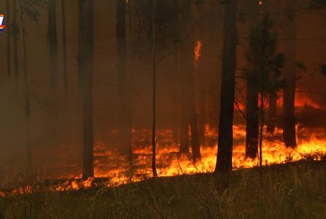 Bomberos informó que cinco focos de los incendios forestales fueron intencionales