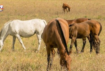 MGAP confirma primer caso de Encefalitis en equinos
